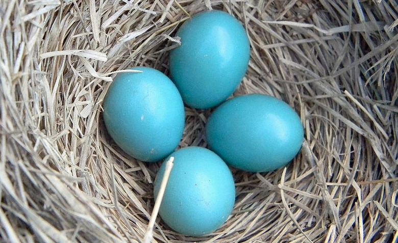 eggs