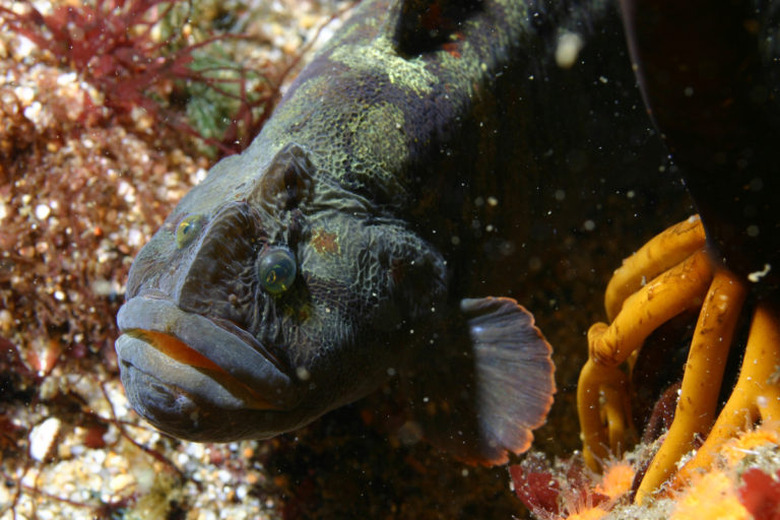 monkeyface fish