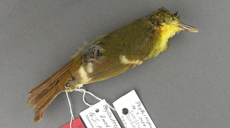 Liberian_Greenbul_-_Photo_Credit_Till_Toepfer_16x9