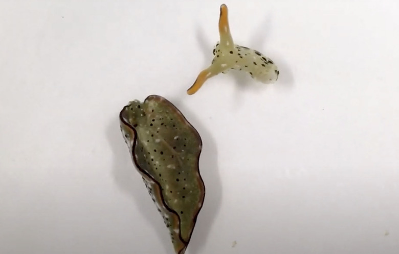 slug