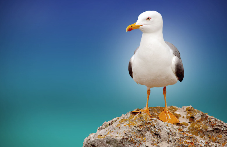 seagull