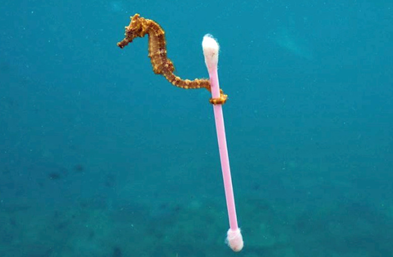 seahorse
