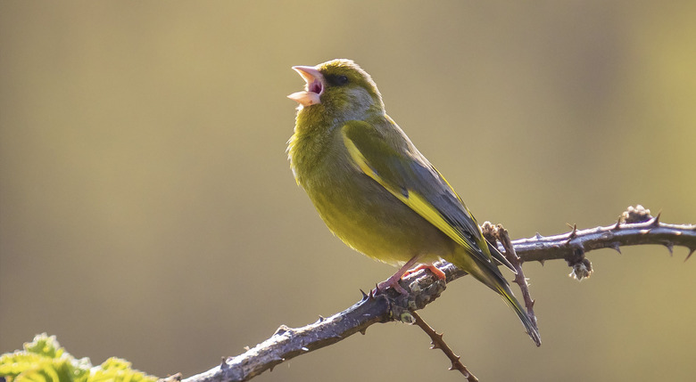 bird