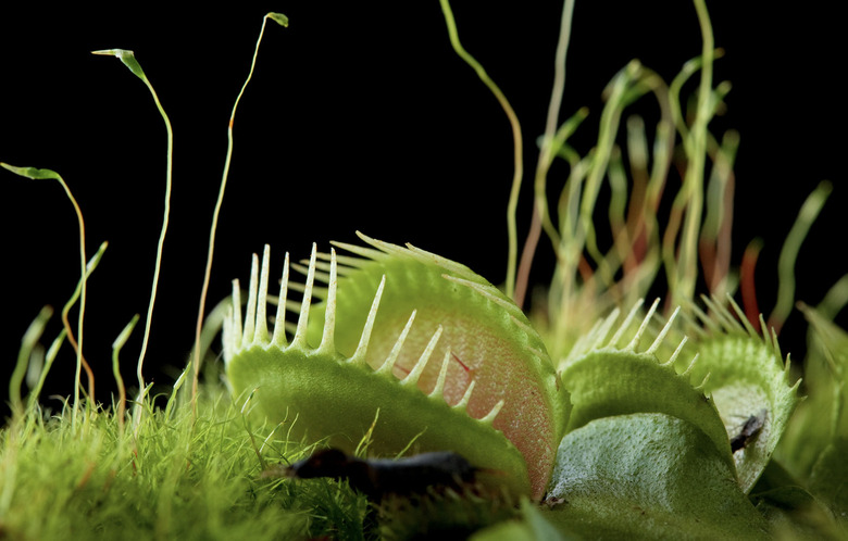 venus flytrap