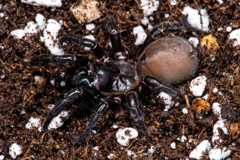 a trapdoor spider on the ground