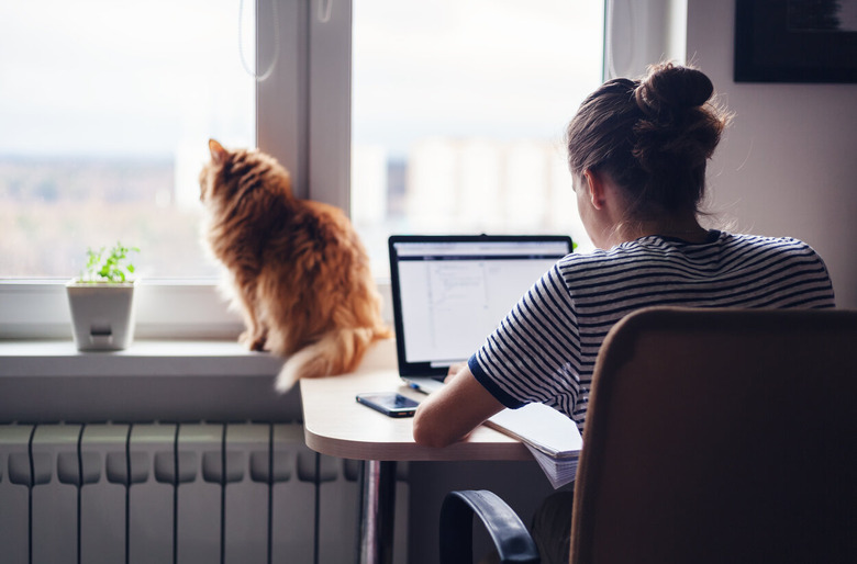 woman using laptop beside cat