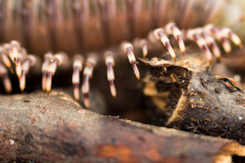 Kenyan millipede Telodeinopus aoutii