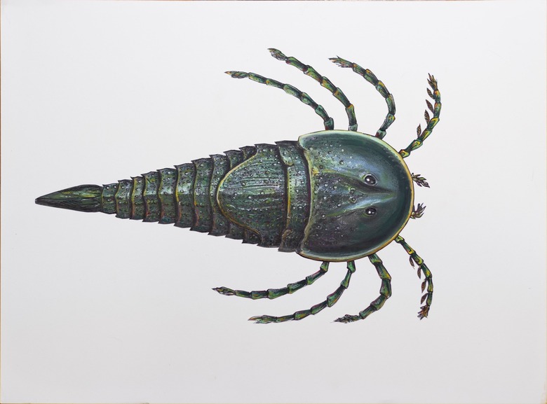 top-down view of new sea scorpion