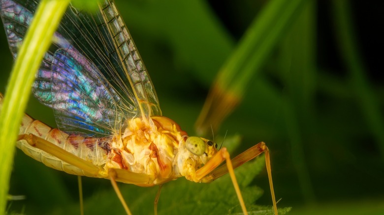 mayfly sitting on a leaf in nature