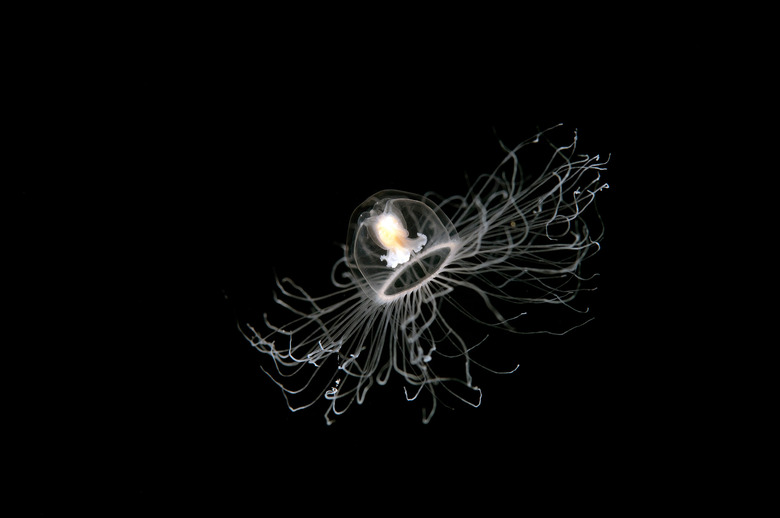the immortal jellyfish floating in the water