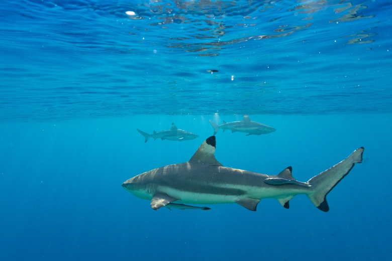 shark swimming in the ocean