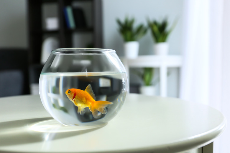 Glass fishbowl on table