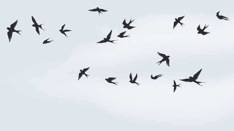 Birds flying in the sky