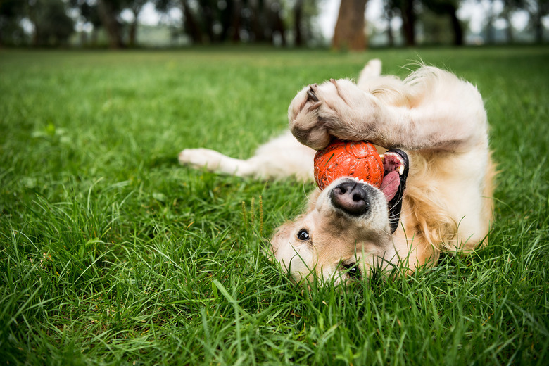 dog