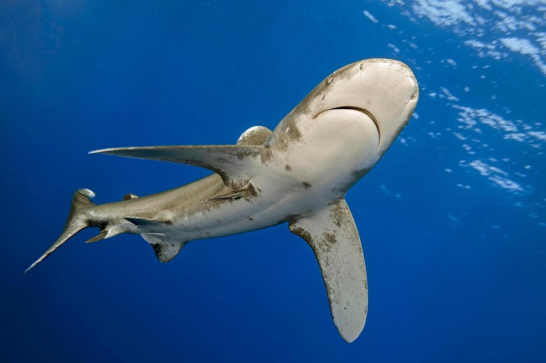 shark