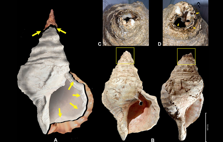 shell