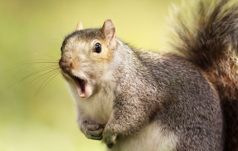 squirrel