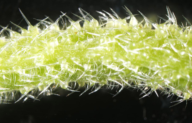 stinging tree