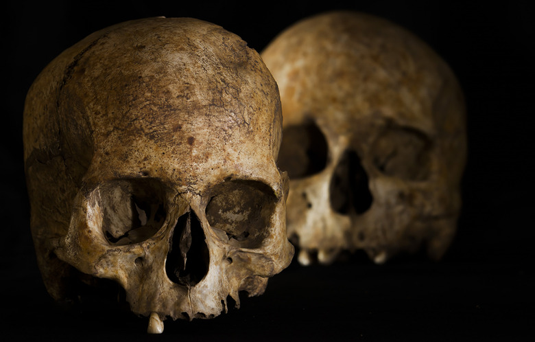 skulls