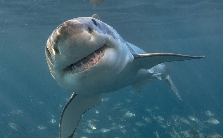 shark in the ocean