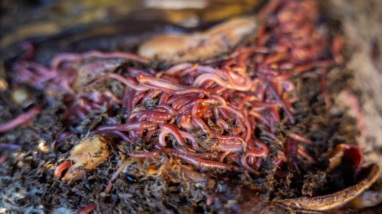 nematode worms in a pile of compost
