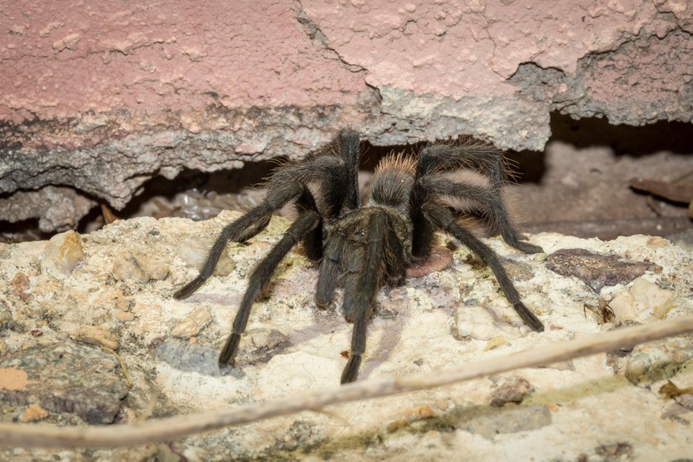 tarantula spider