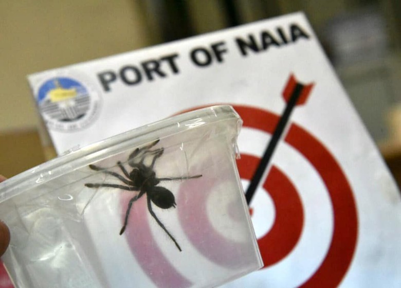 hundreds of live tarantulas seized at Manila's international airport, Philippines - 02 Apr 2019