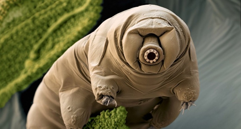 tardigrades