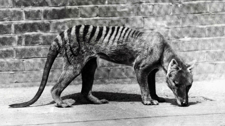 2048x1152_tasmanian-wolf-beast-predator