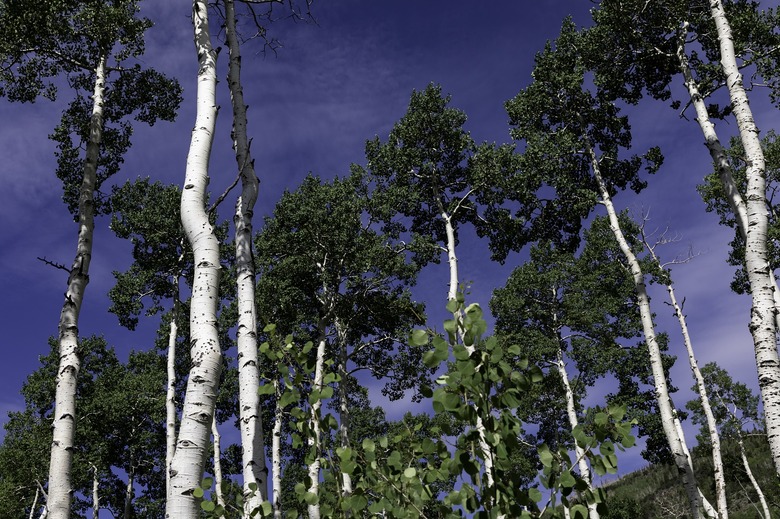 Aspen trees, part of the Pando Clone, grow near Fish Lake in Uta
