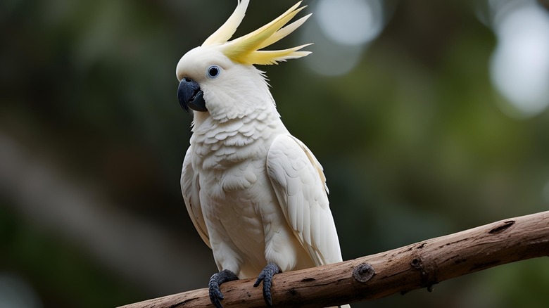 cockatoo sitting on a branch