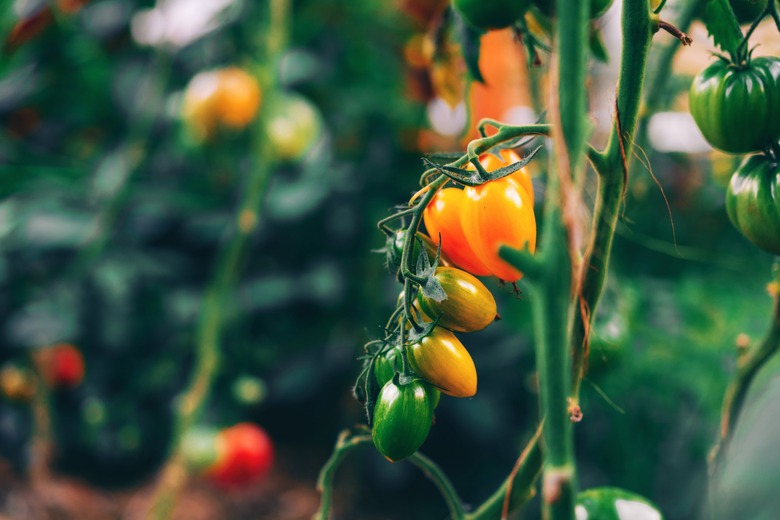close up of tomato plant