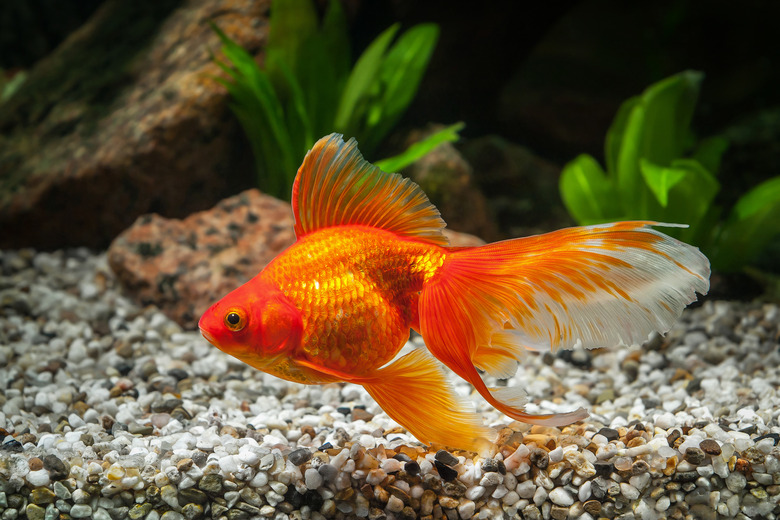 goldfish seen in tank