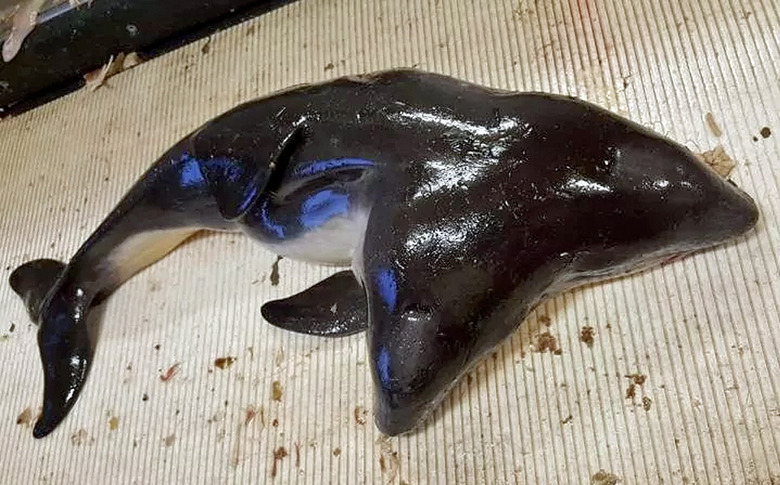 porpoise