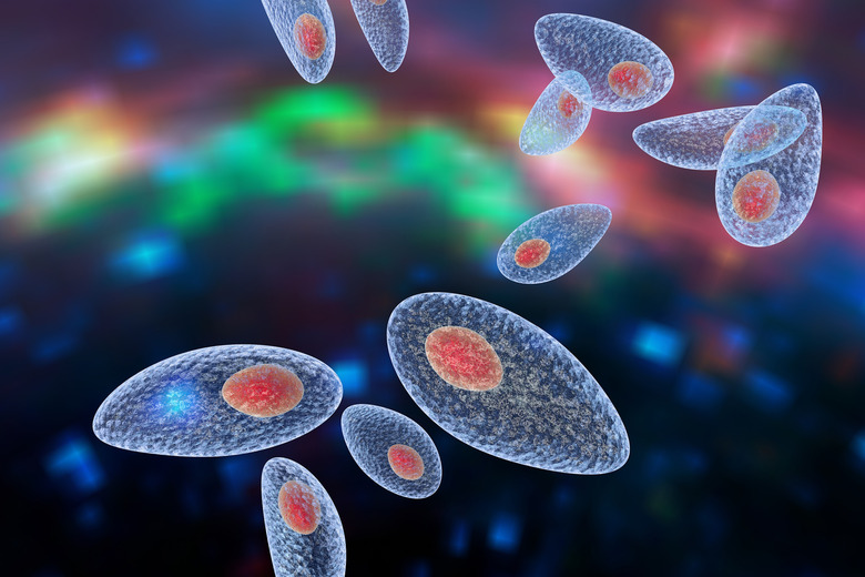 toxoplasma gondii, perhaps the worlds most infectious parasite