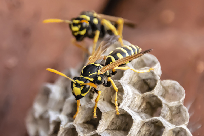 Wasp
