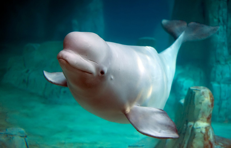Beluga whale in clear blue water