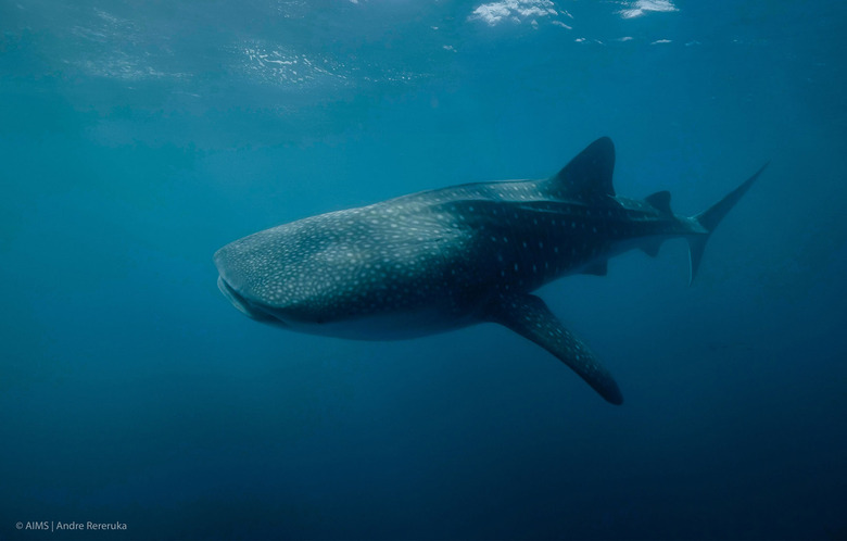 whale shark