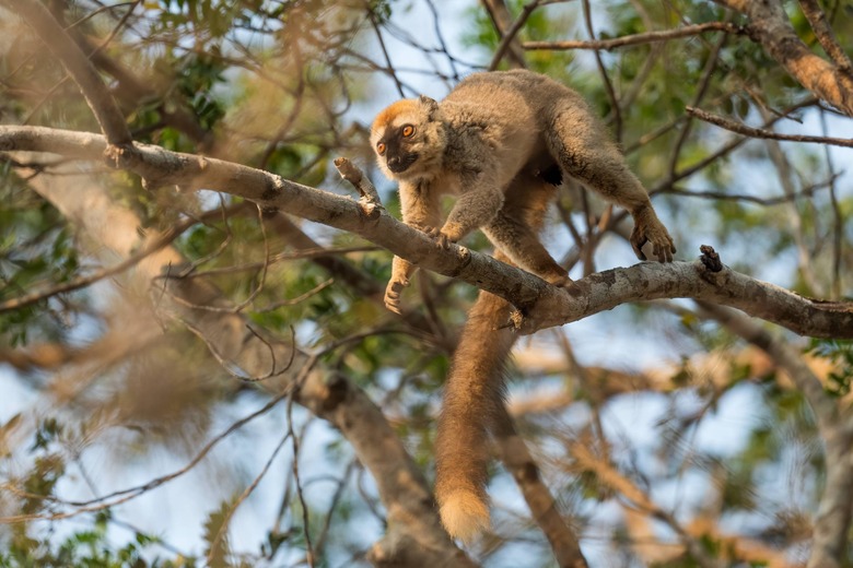 red-fronted lemur on a branch