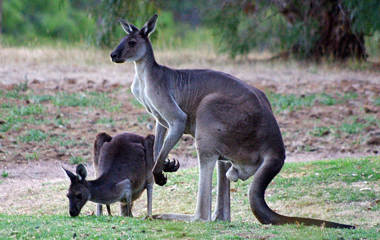 kangaroo