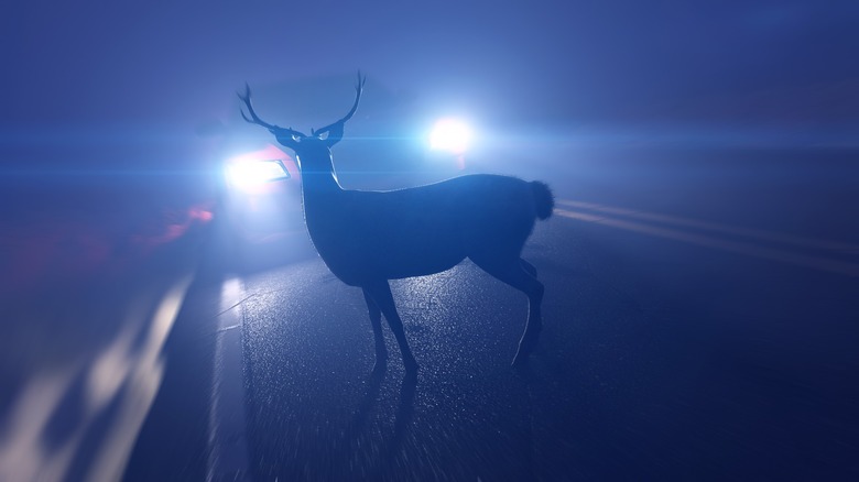 deer in headlights