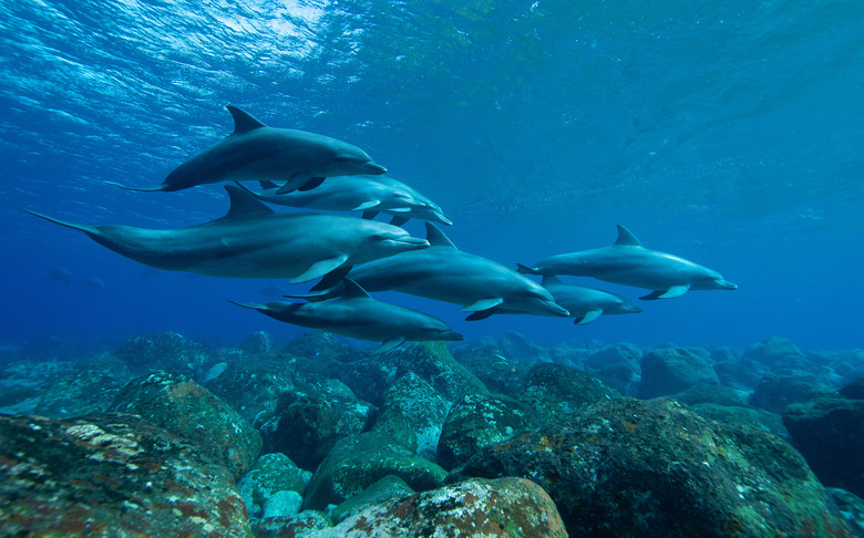 ocean mass extinction dolphins swimming