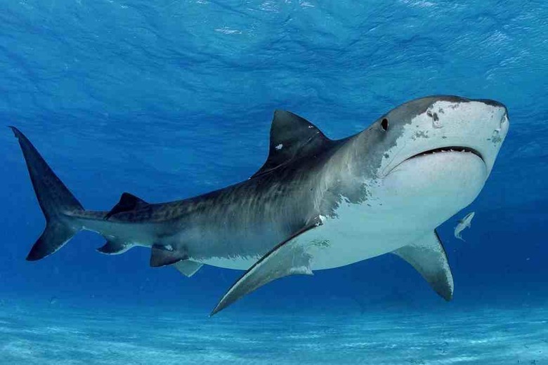 Tiger-shark.-Photo-credit-Guy-Harvey-Ocean-Foundation.-LR