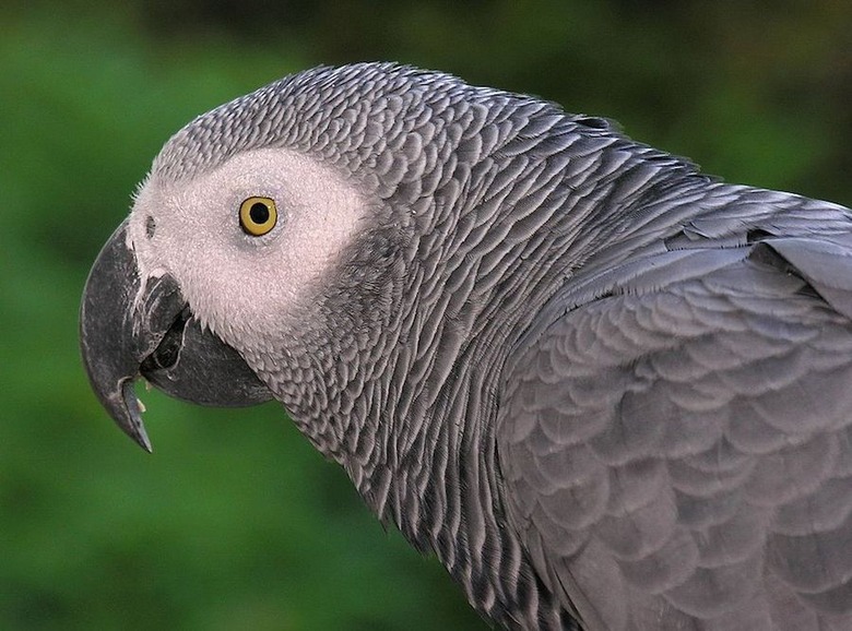 grey parrot