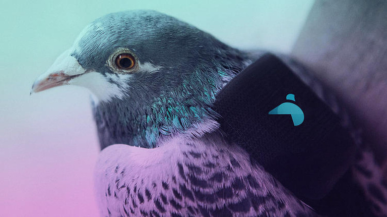 pigeon-air-patrol