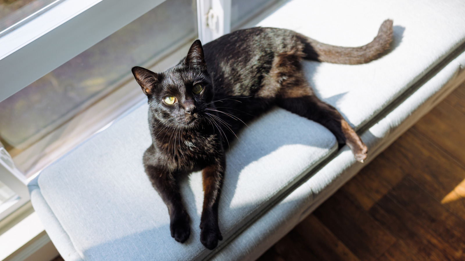 Here's Why Some Black Cats Change Color From Sitting In The Sun